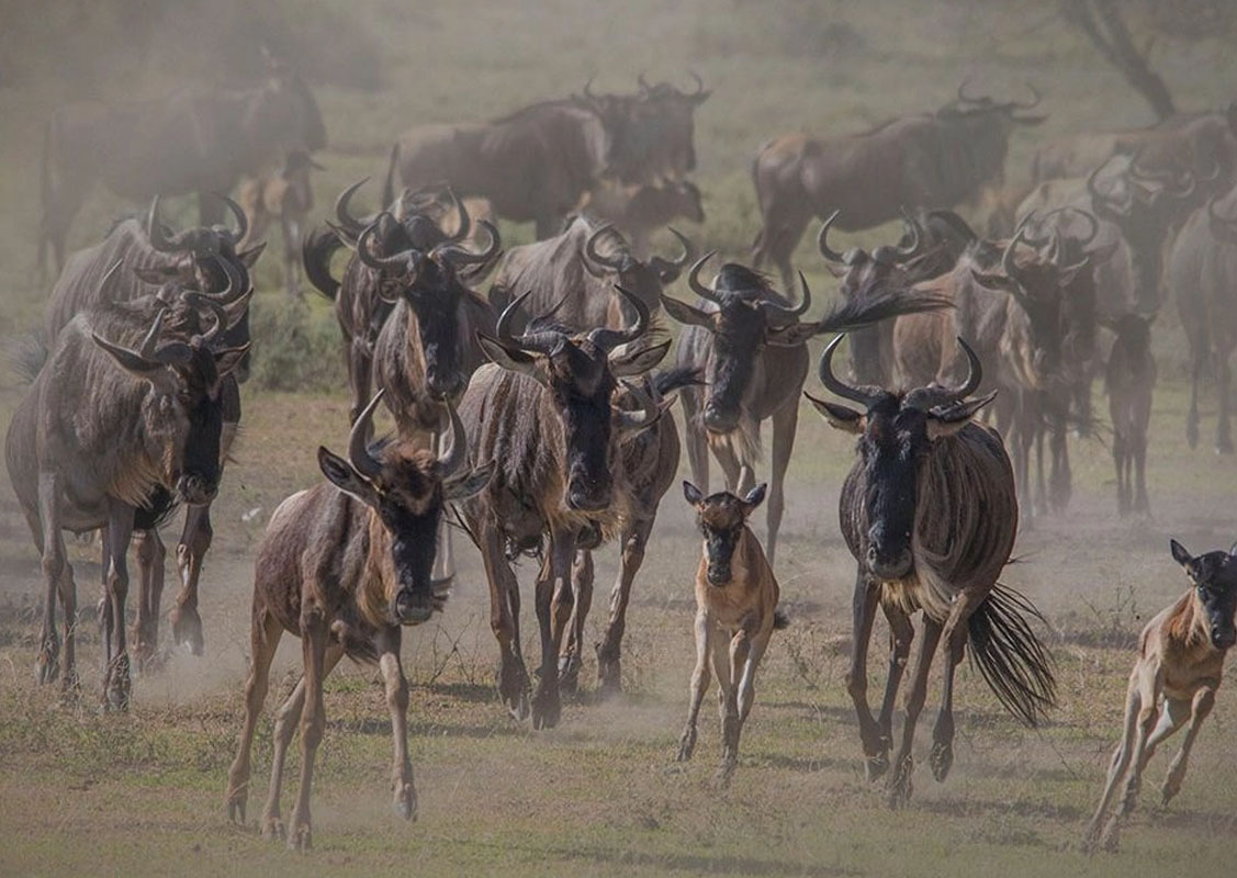 Wildebeest Calving Safari in Ndutu