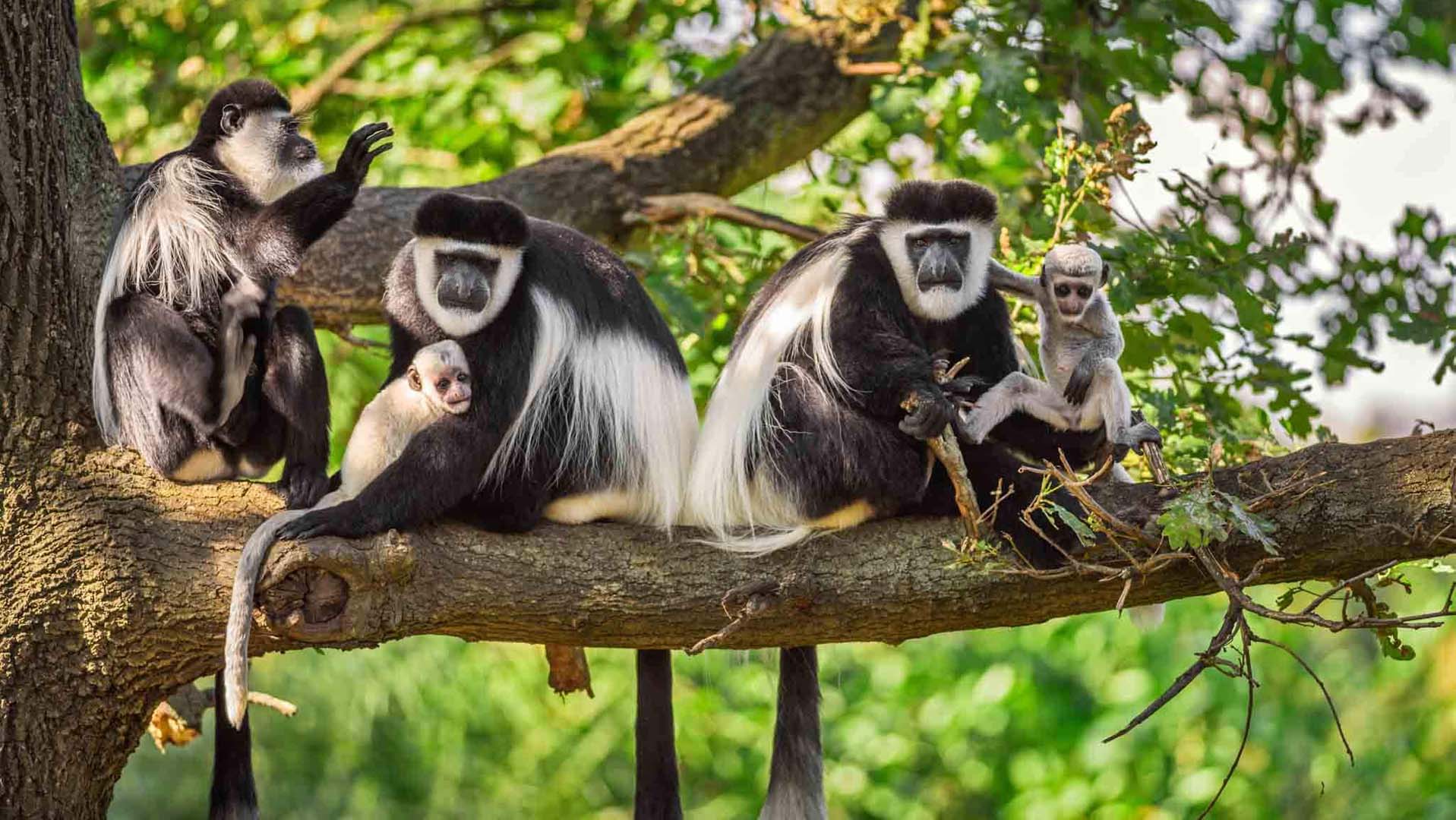 Arusha national Park Blue monkey_