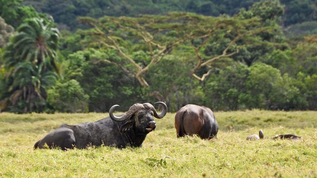 a group of buffalo lying in grass_arusha
