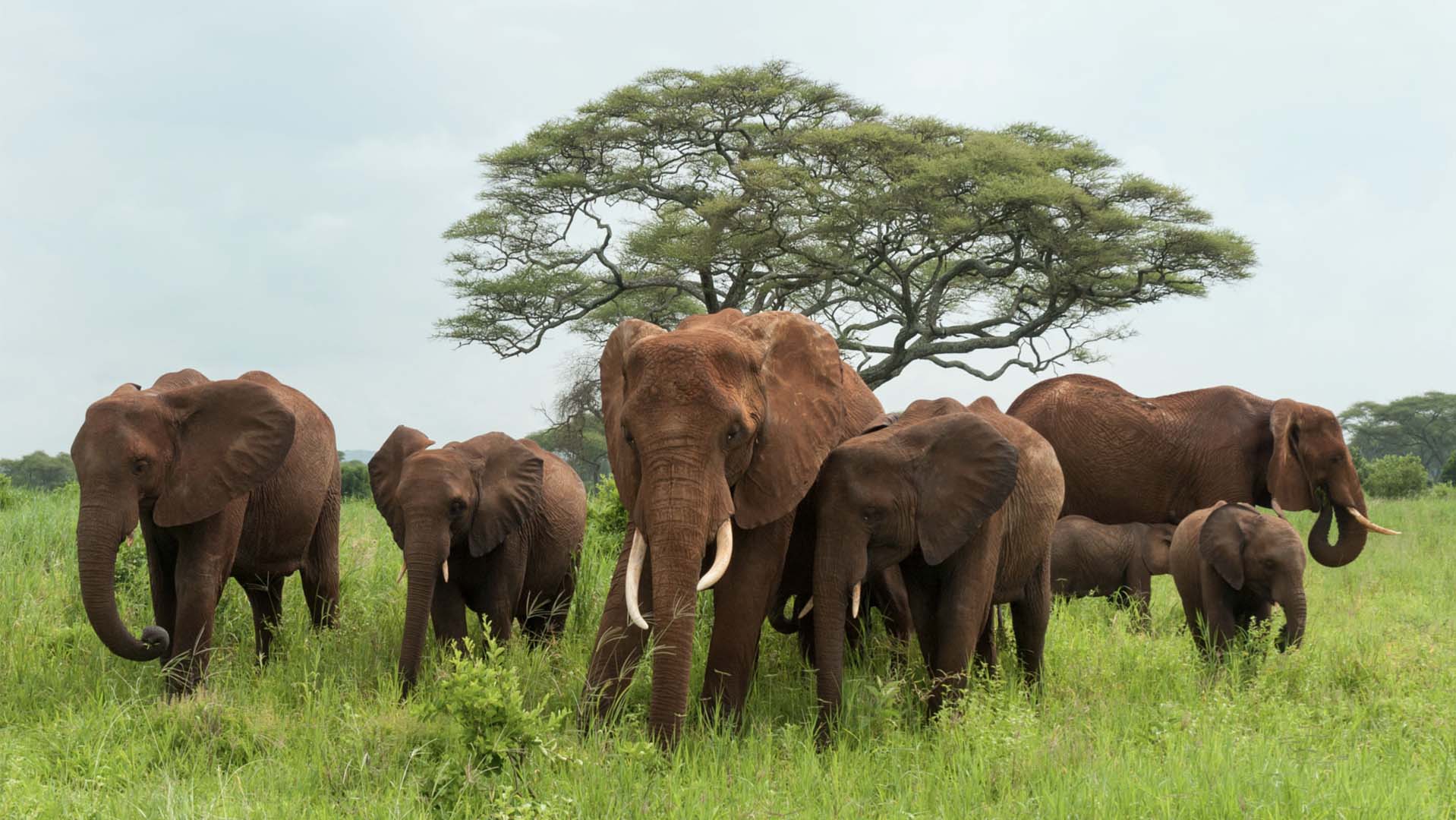 Tarangire elephant trop