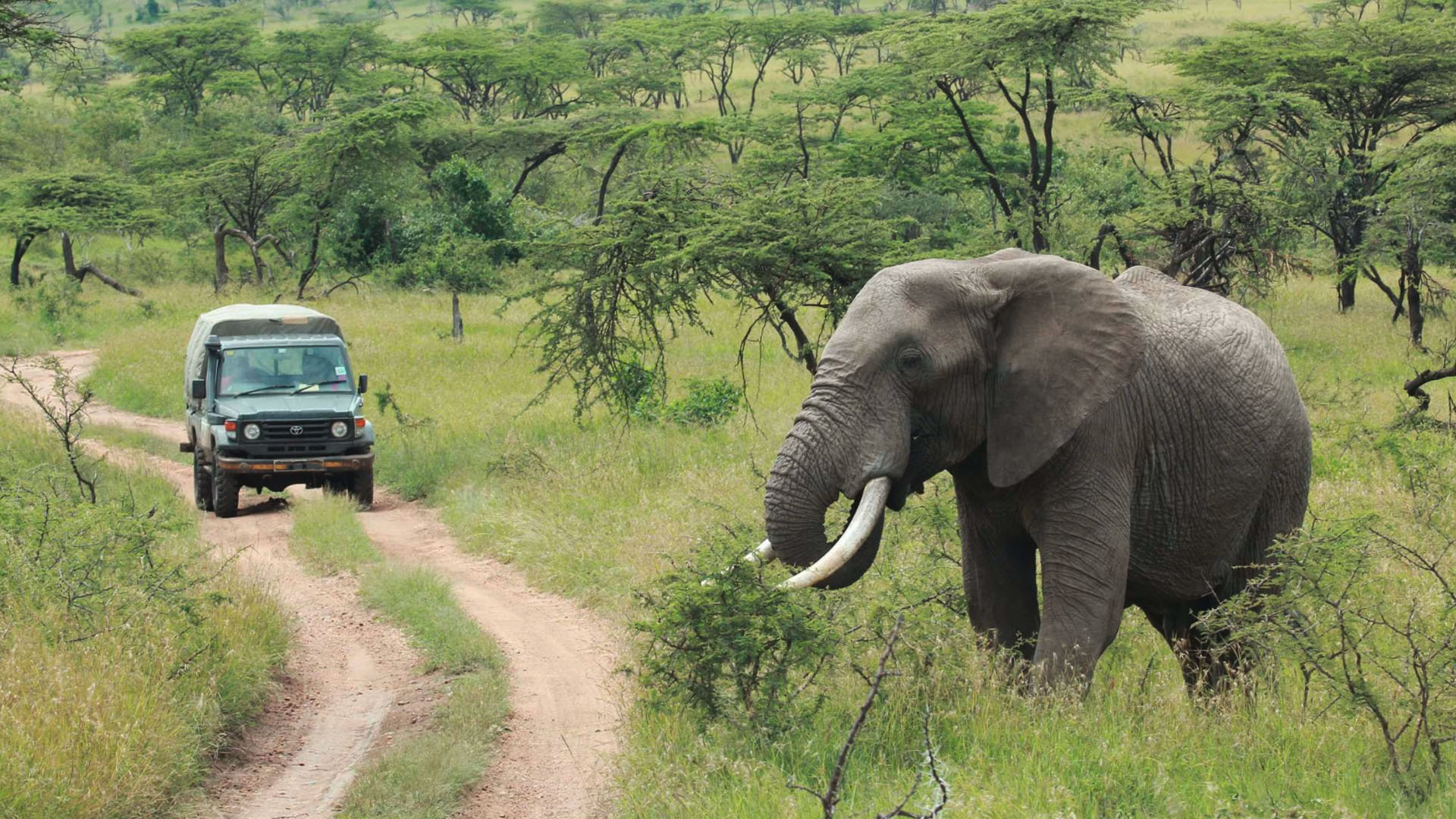 elephant_tarangire