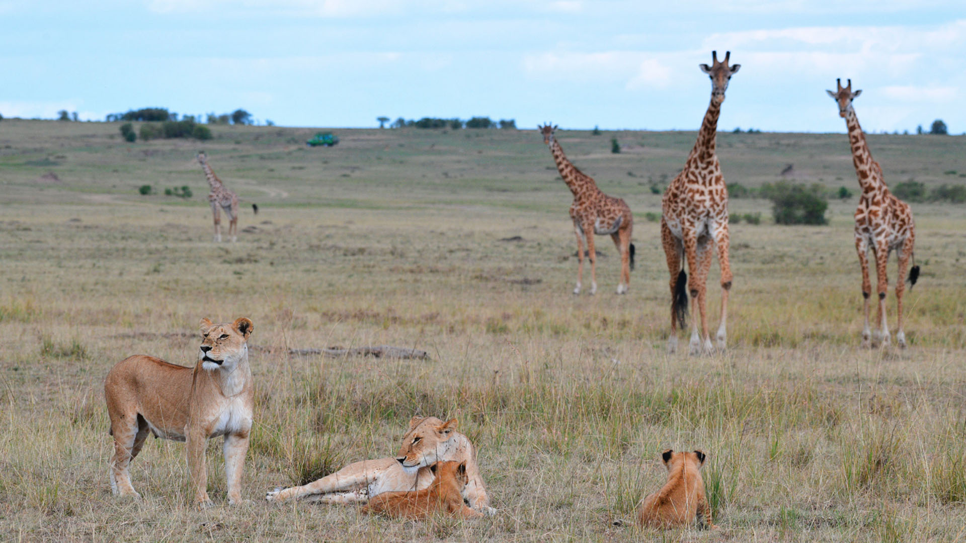 giraffes_and_lions
